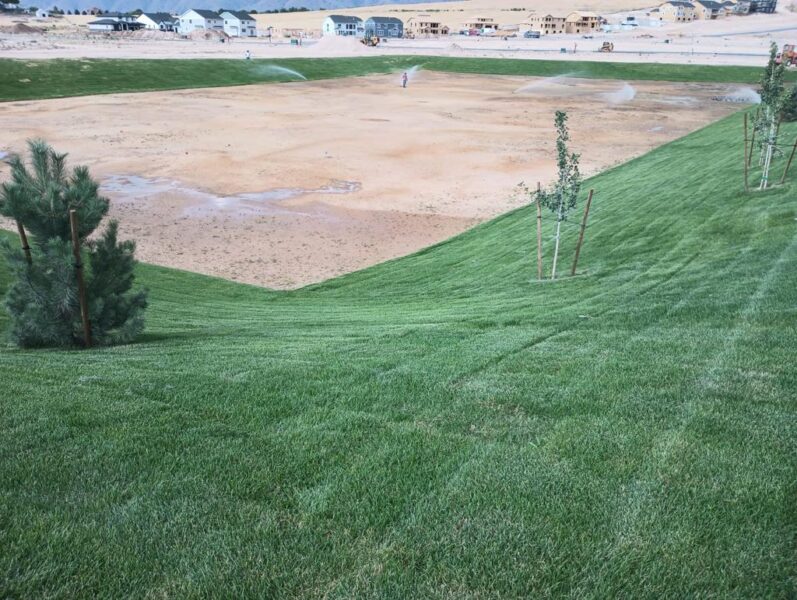 Sod installed on the bowl